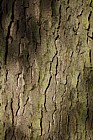 Gleditsia triacanthos 'Sunburst' Honey Locust