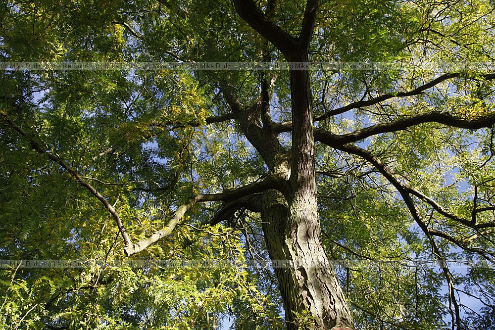 Gleditsia triacanthos 'Sunburst' Honey Locust