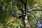 Gleditsia triacanthos 'Sunburst' Honey Locust