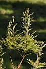 Glyptostrobus pensilis Chinese Swamp Cypress