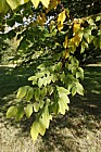 Gymnocladus dioica Kentucky Coffee Tree