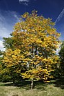 Gymnocladus dioica Kentucky Coffee Tree
