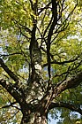 Gymnocladus dioica Kentucky Coffee Tree