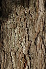 Gymnocladus dioica Kentucky Coffee Tree