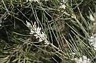 Hakea lissosperma Needle bush