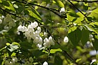 Halesia carolina Carolina Silverbell