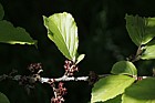 Hamamelis x intermedia 'Jelena' witch hazel