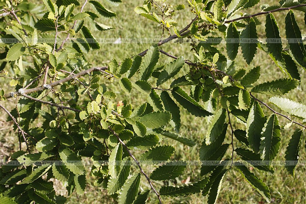 Hemiptelea davidii
