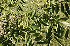 Hemiptelea davidii