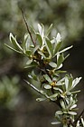Hippophae rhamnoides Sea buckthorn