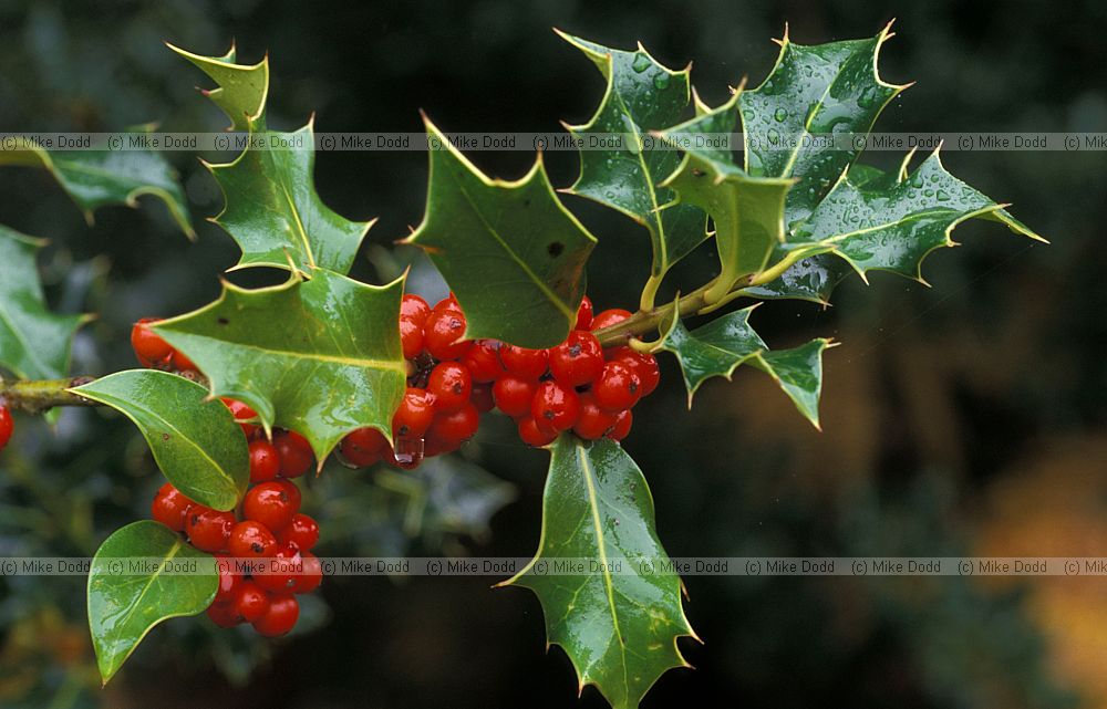 Ilex aquifolium Holly