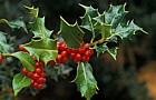 Ilex aquifolium Holly