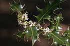 Ilex aquifolium Holly
