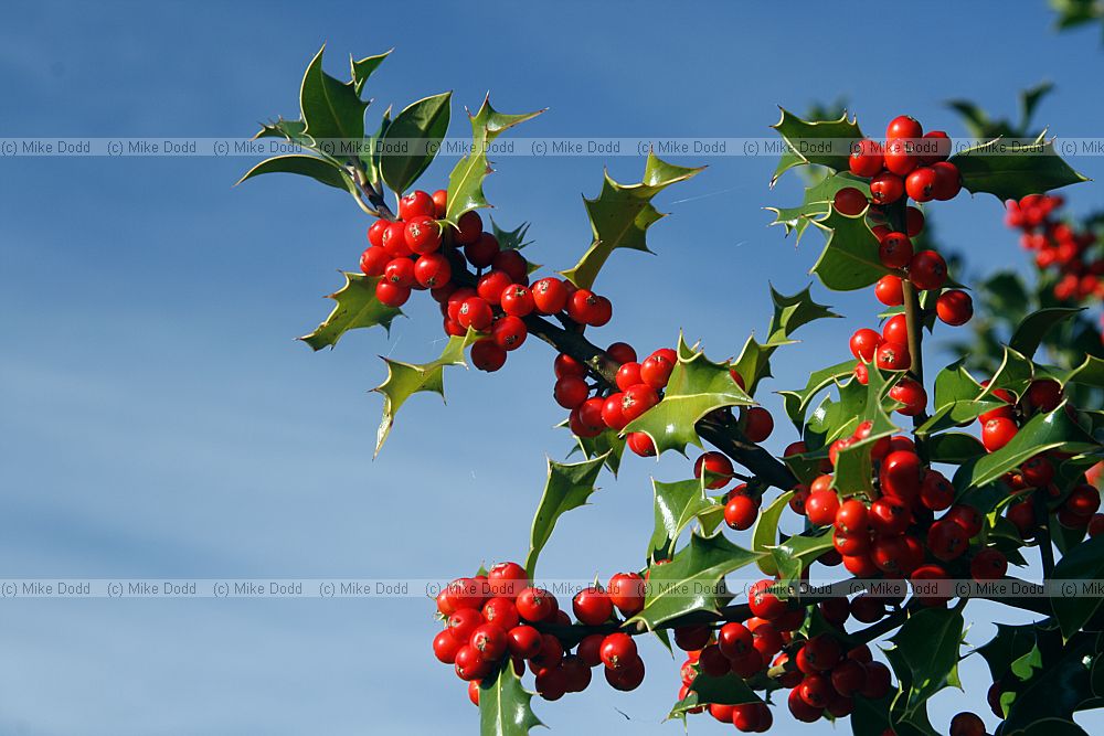Ilex aquifolium Holly