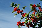 Ilex aquifolium Holly