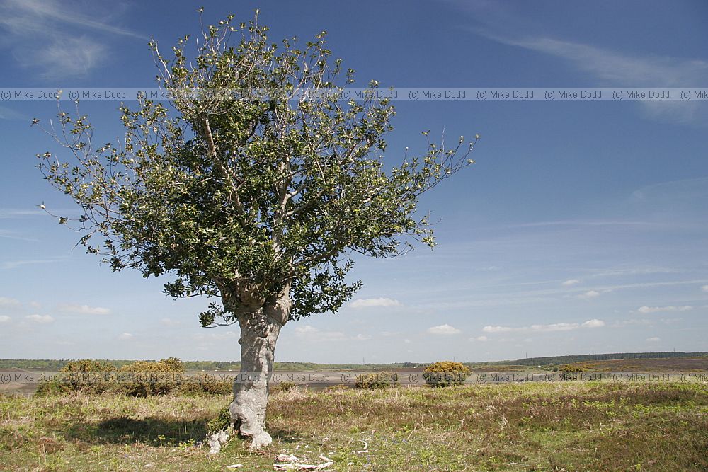 Ilex aquifolium Holly stunted tree against blue sky