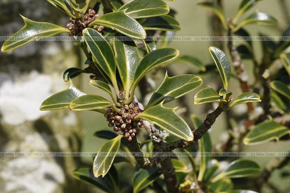 Ilex aquifolium 'Hastata'