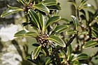 Ilex aquifolium 'Hastata'
