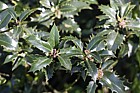 Ilex aquifolium 'Recurva'