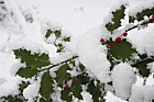 Ilex aquifolium Holly with berries and snow
