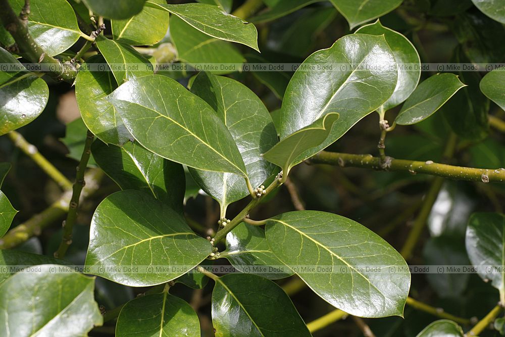 Ilex aquifolium 'Wilsonii'