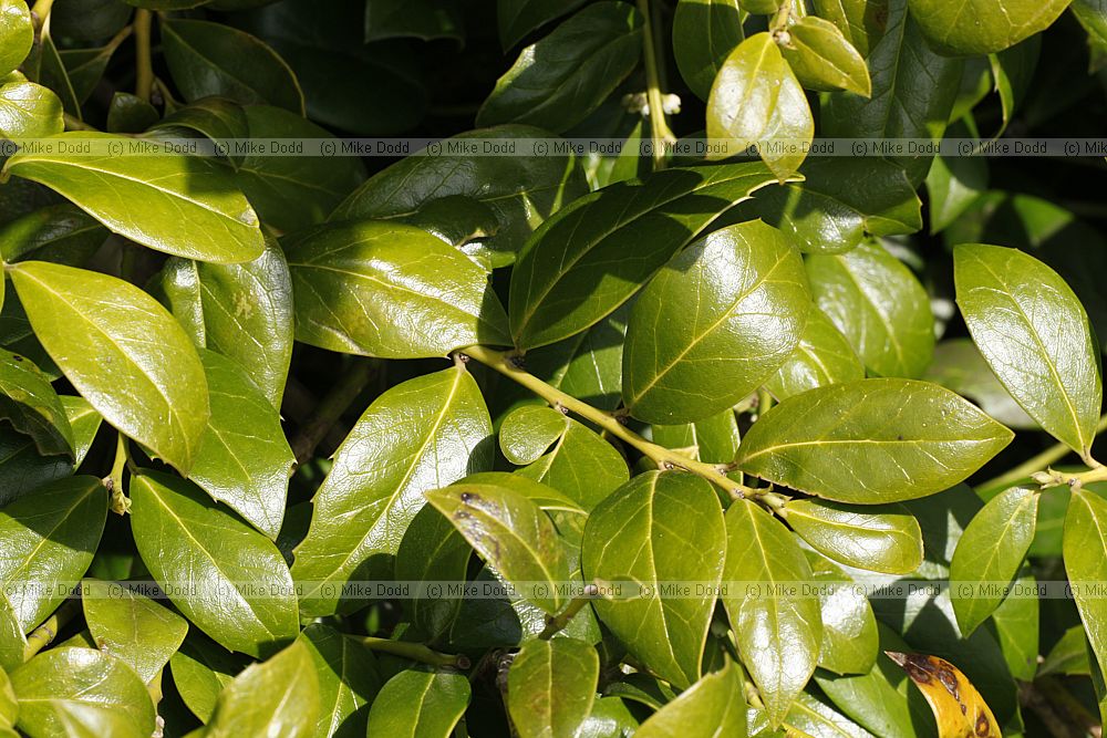 Ilex colchica
