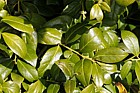 Ilex colchica