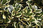 Ilex x altaclerensis 'Golden King'