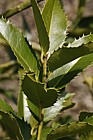Ilex x koehneana Chestnut Leaf