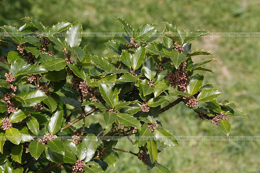 Ilex x  meserveae 'Blue Prince' Blue holly