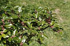 Ilex x  meserveae 'Blue Prince' Blue holly