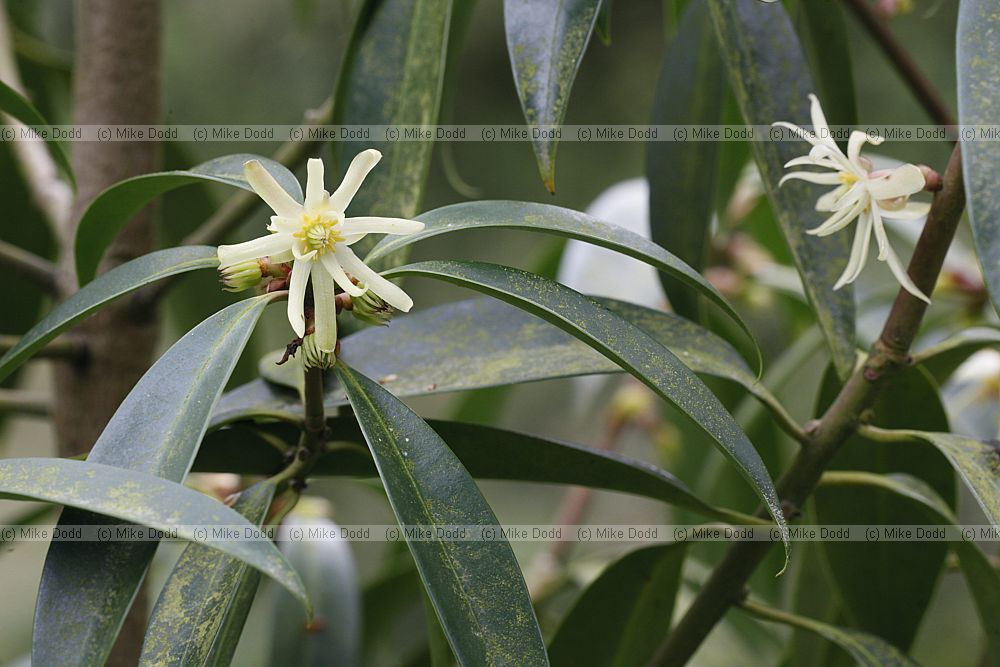 Illicium simonsii