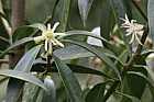 Illicium simonsii