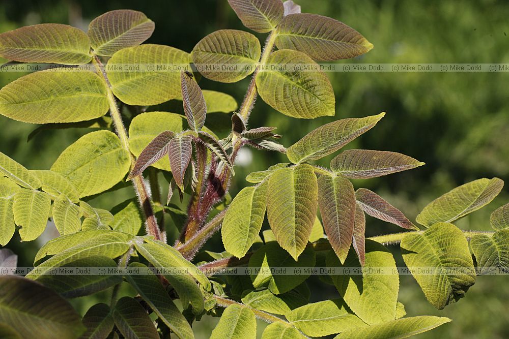 Juglans ailantifolia var cordiformis Japanese walnut var