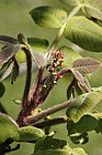 Juglans ailantifolia var cordiformis Japanese walnut var