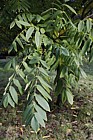 Juglans ailantifolia var cordiformis Heart-nut