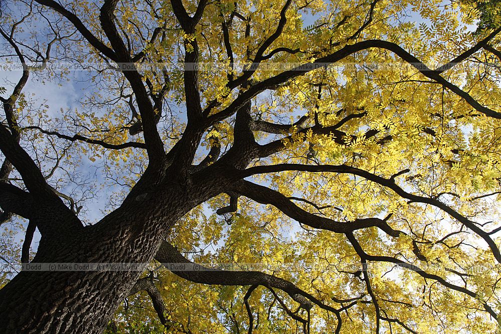 Juglans nigra Black Walnut