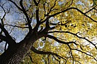 Juglans nigra Black Walnut