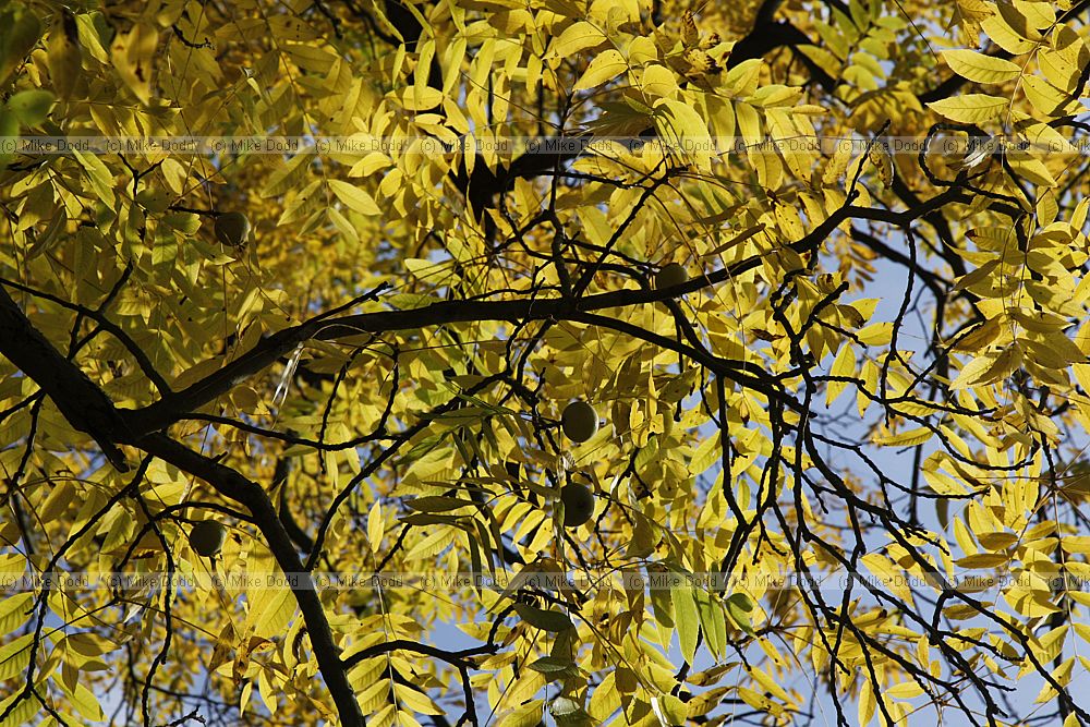 Juglans nigra Black Walnut