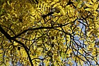 Juglans nigra Black Walnut
