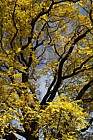 Juglans nigra Black Walnut
