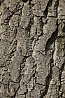 Juglans nigra Black Walnut