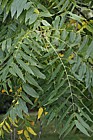Juglans nigra Black Walnut