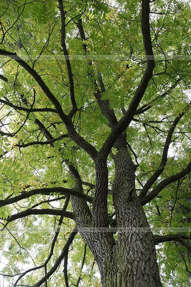Juglans nigra Black Walnut
