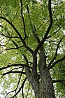 Juglans nigra Black Walnut
