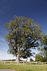 Juglans regia Common Walnut