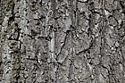 Juglans regia Common Walnut
