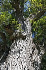 Juglans regia Common Walnut