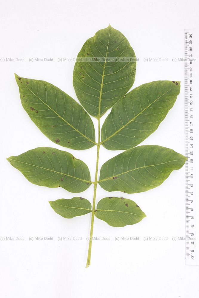 Juglans regia Common Walnut