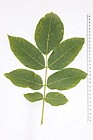 Juglans regia Common Walnut